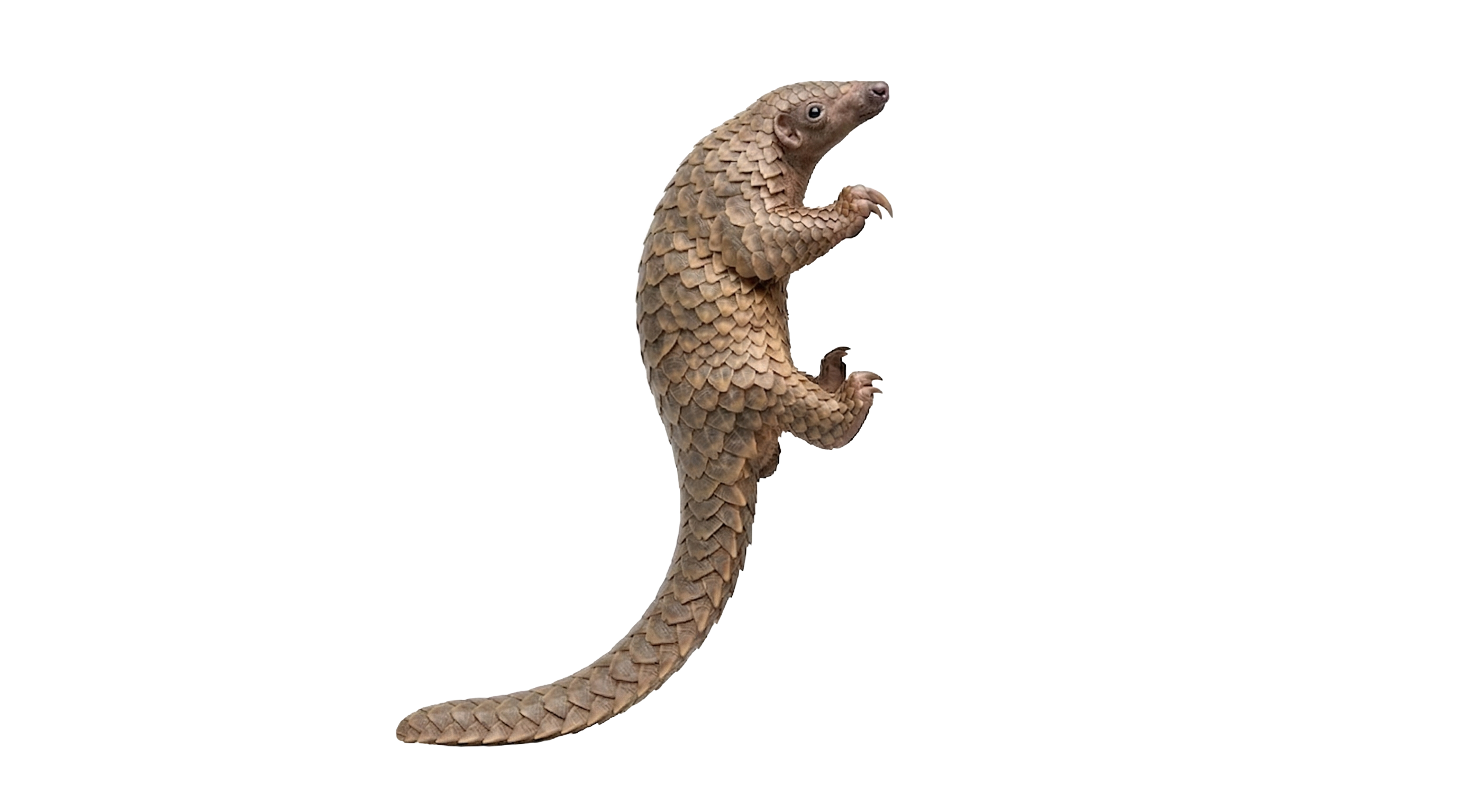 Pangolin